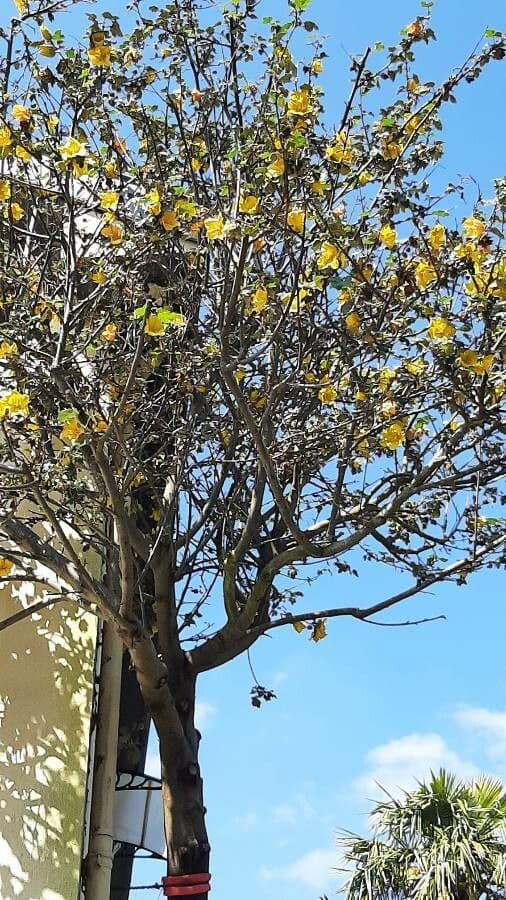 Fremontodendron 4