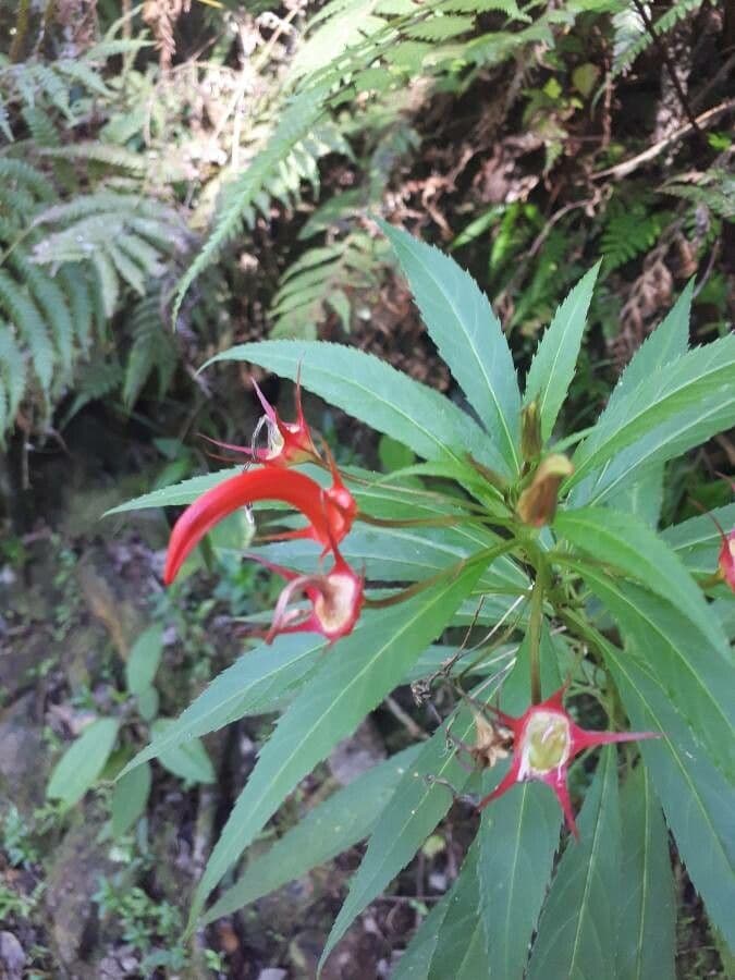 Lobelia 4