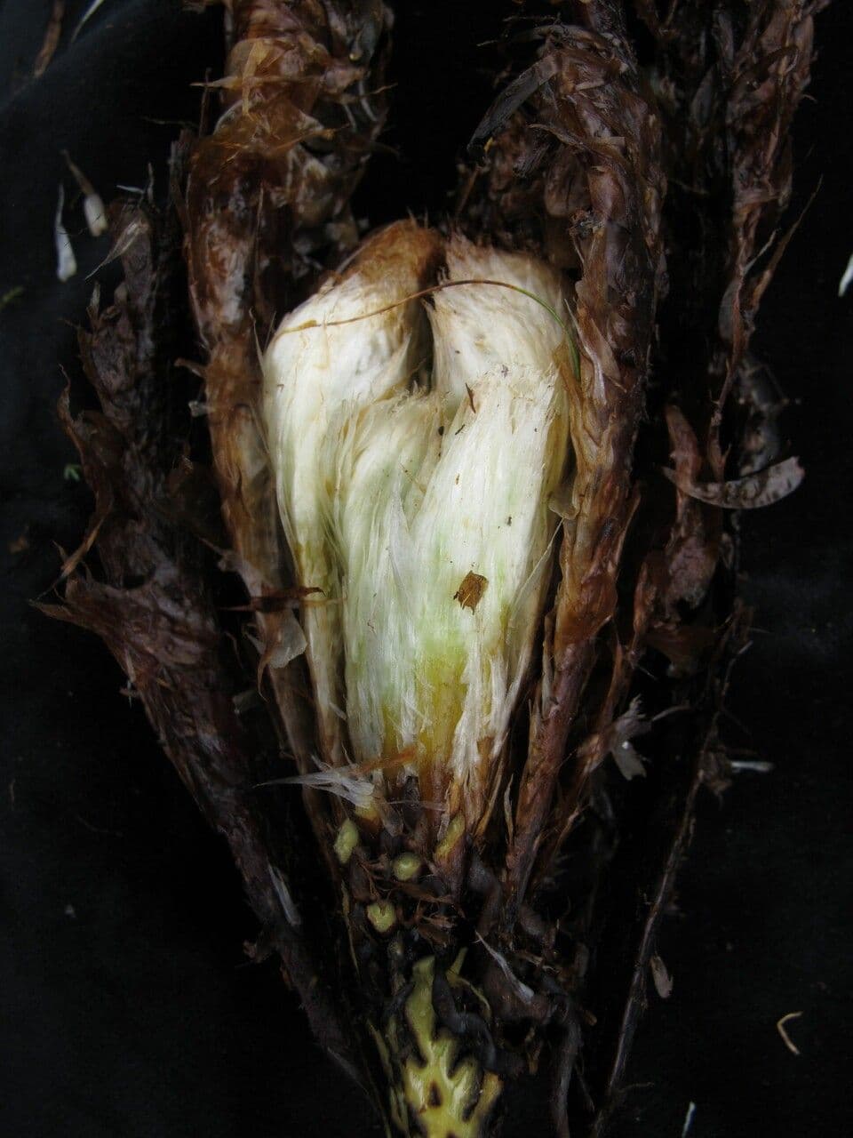 Athyrium 11