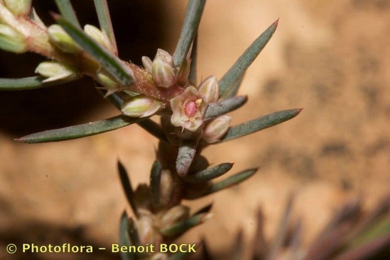 Polycnemum 6