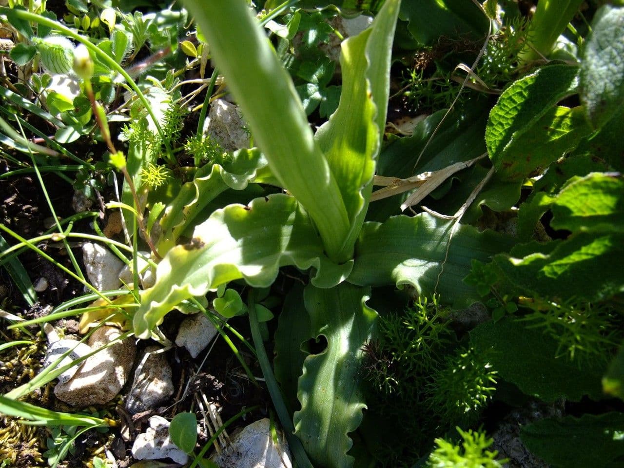 Orchide Uomo Nudo 18