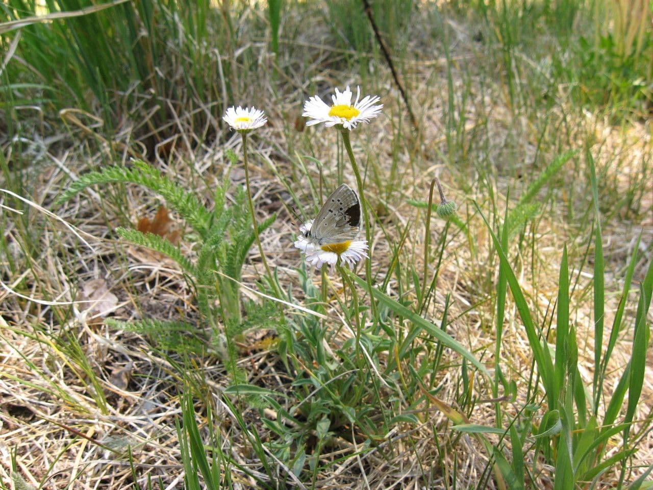 Erigeron 9
