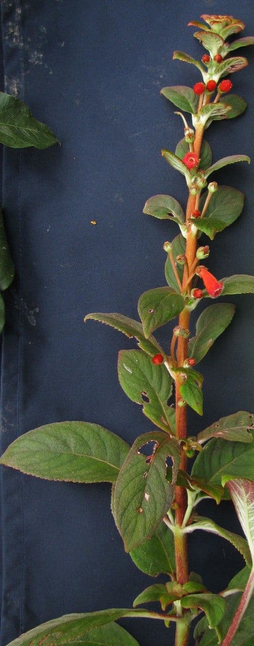 Kohleria spicata 20