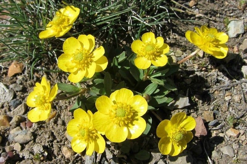 Ranunculus glaberrimus 9