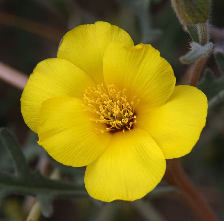 Mentzelia