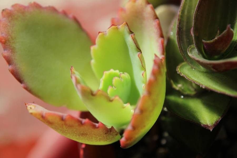 Kolopejka 21