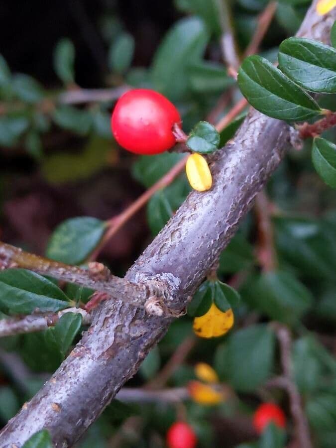 Cotoneaster 25