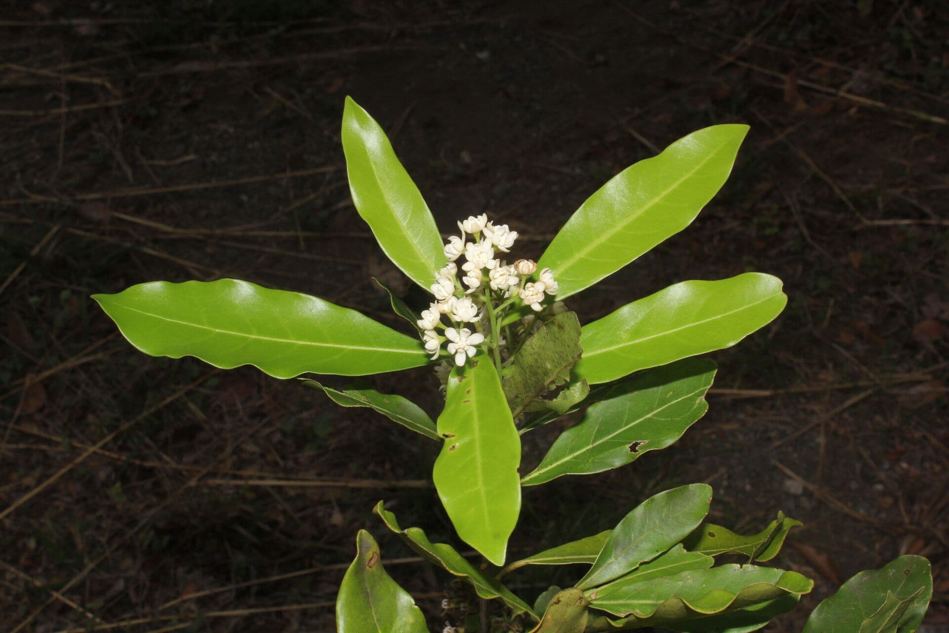 Veraguas-Mespilodaphne 11