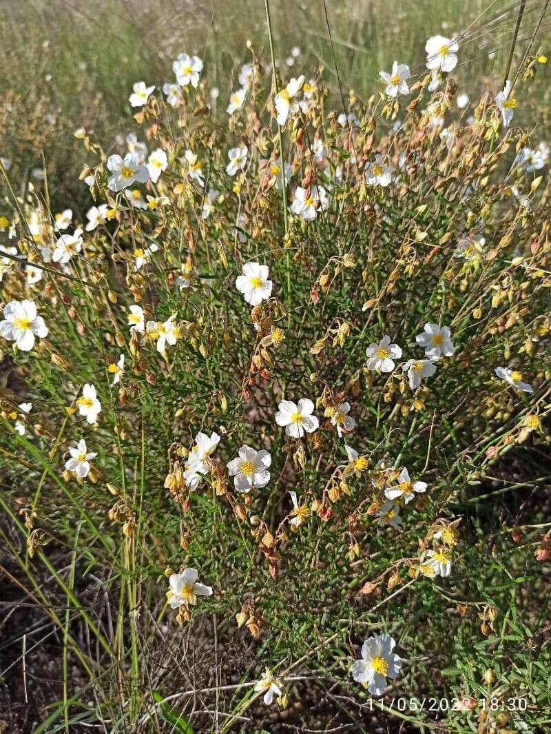 Helianthemum almeriense 12