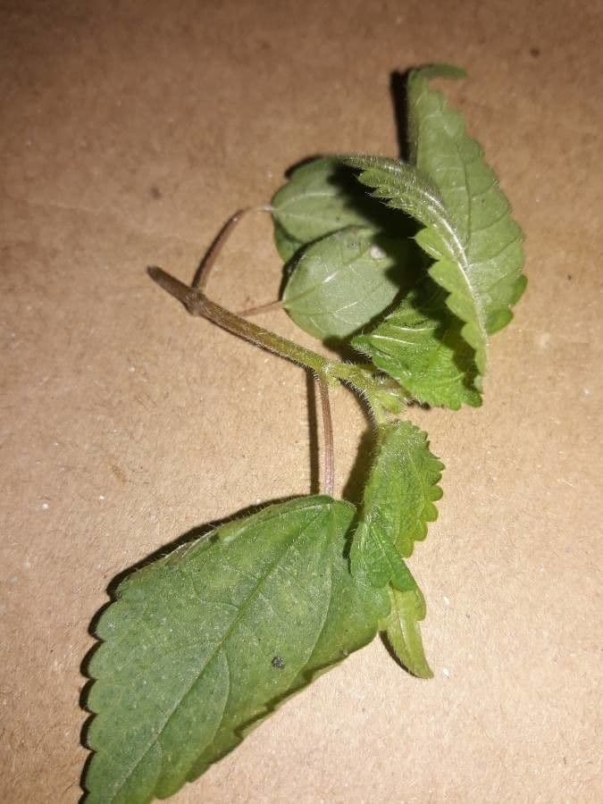 Pilea 4
