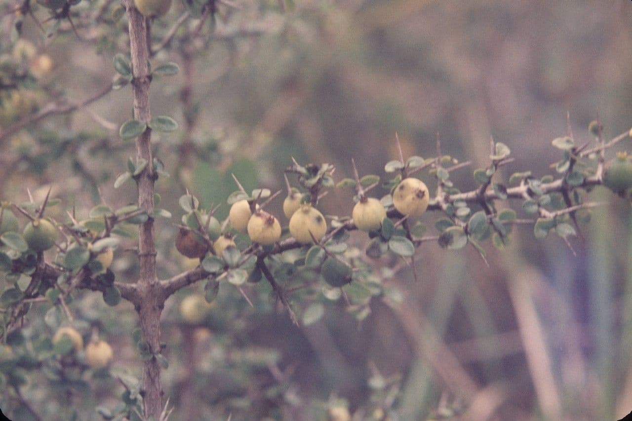 Randia Aculeata 15