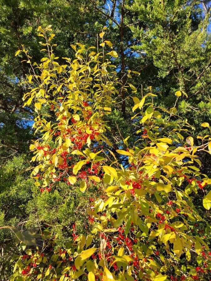 Ilex decidua 18