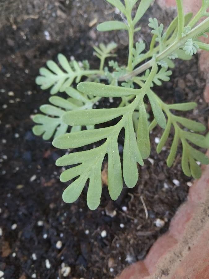 Lavanda pinnata 11