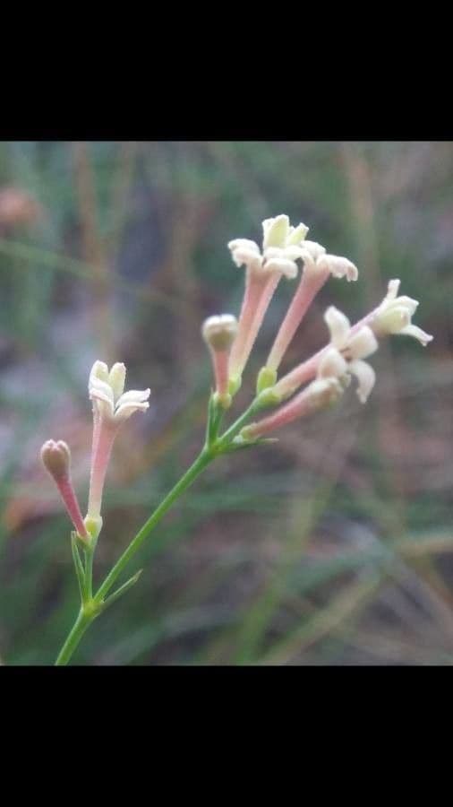 Asperula aristata 18
