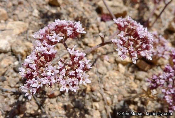 Chorizanthe staticoides 8
