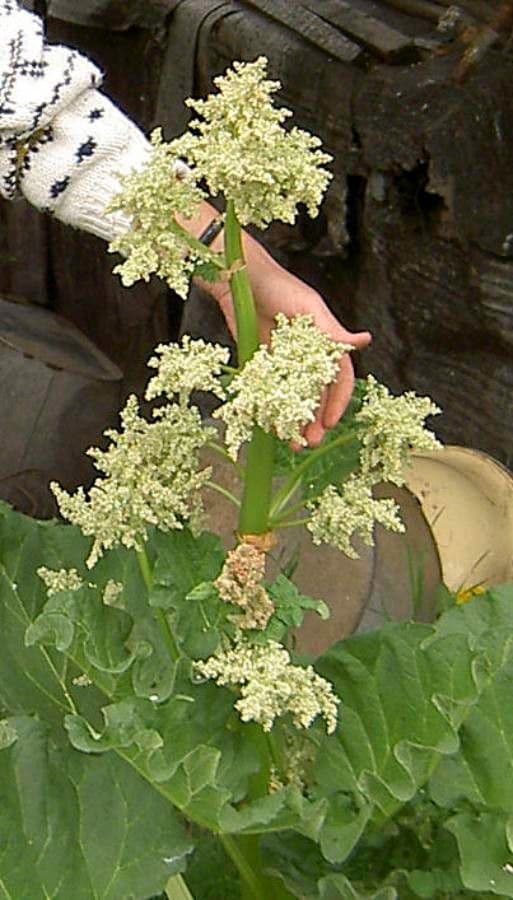 Rabarbaro da giardino 8