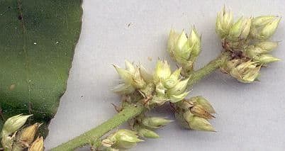 Chamissoa Altissima 18
