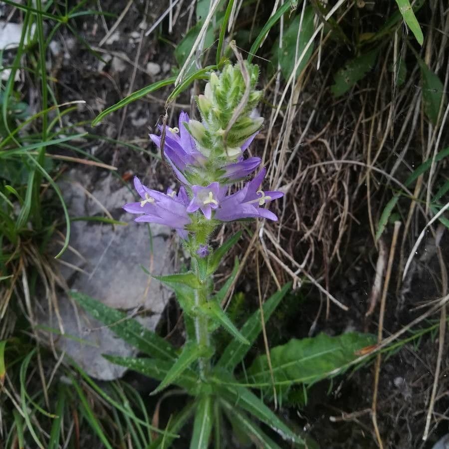 Campanula spigata 16
