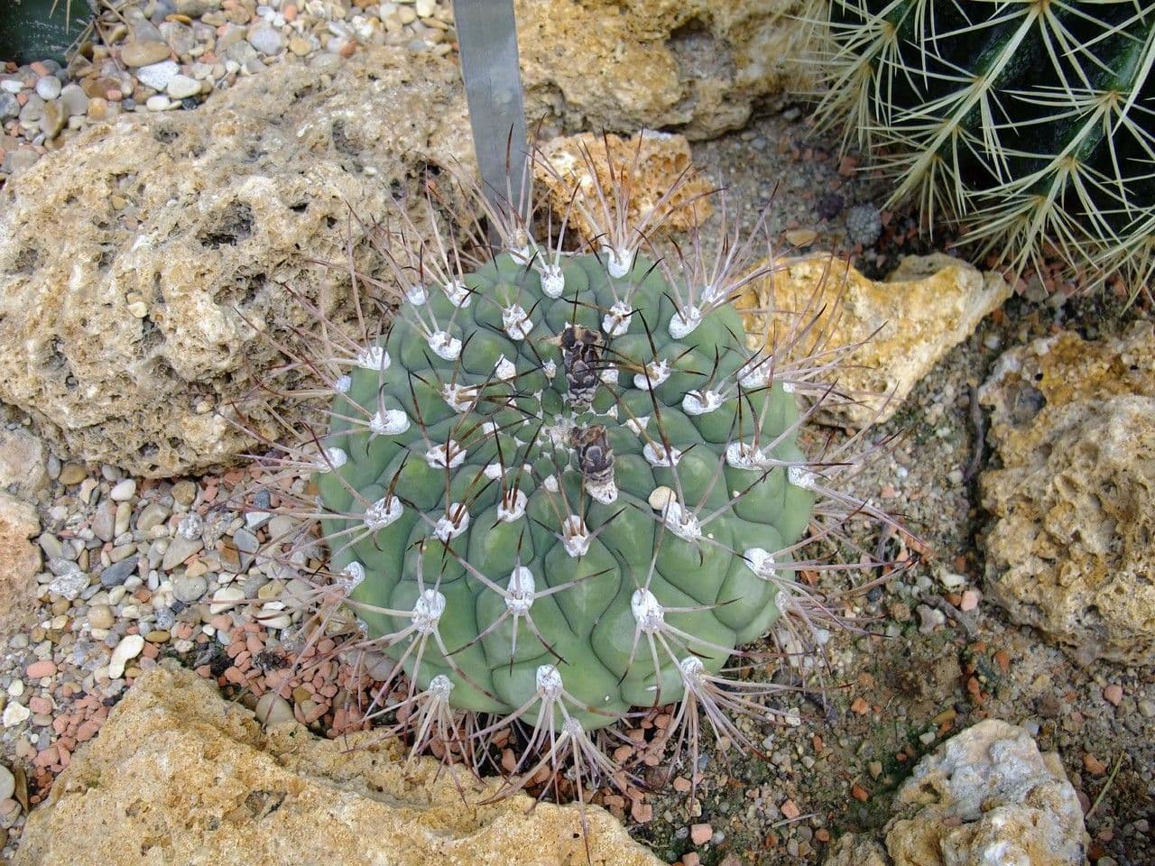 Gymnocalycium 10