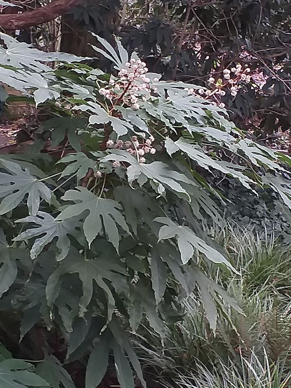 Fatsia