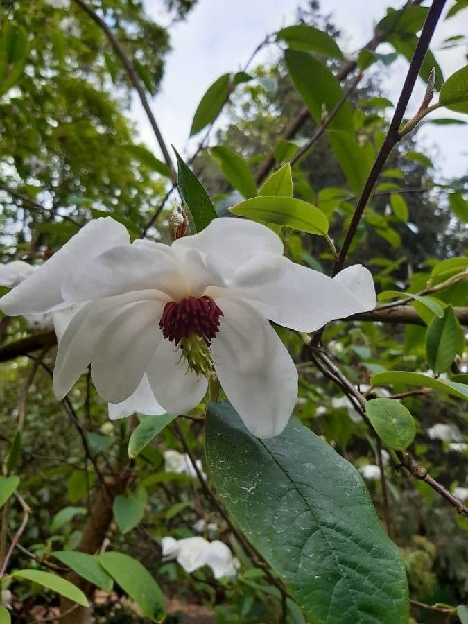 Magnolia 9