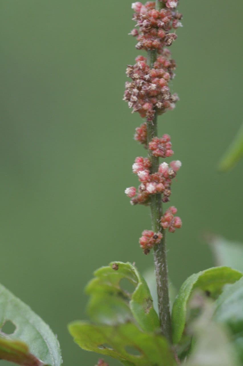 Acalypha australis