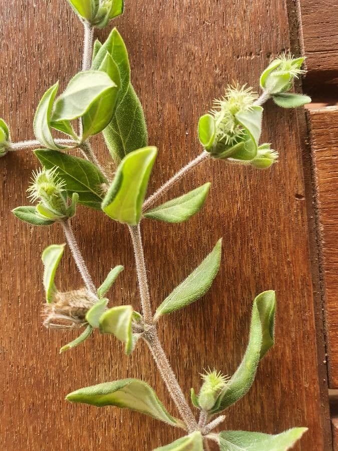 Blepharis maderaspatensis 7