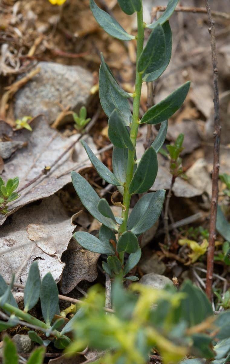 Thymelaea sanamunda 11