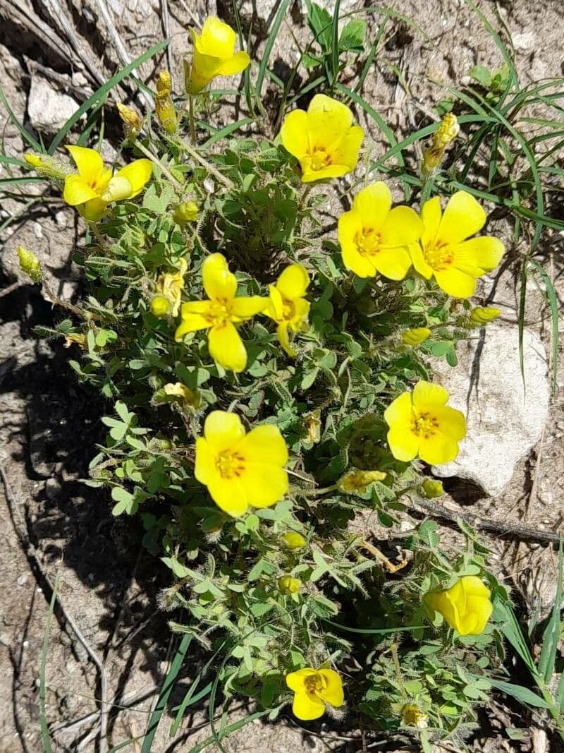 Oxalis conorrhiza 6