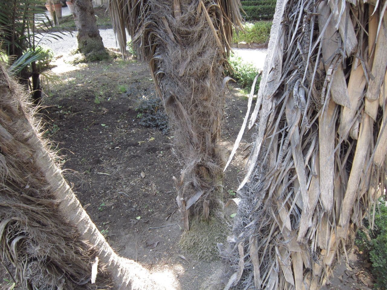 Trithrinax polny 17