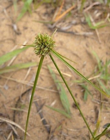 Zigolo lupulino