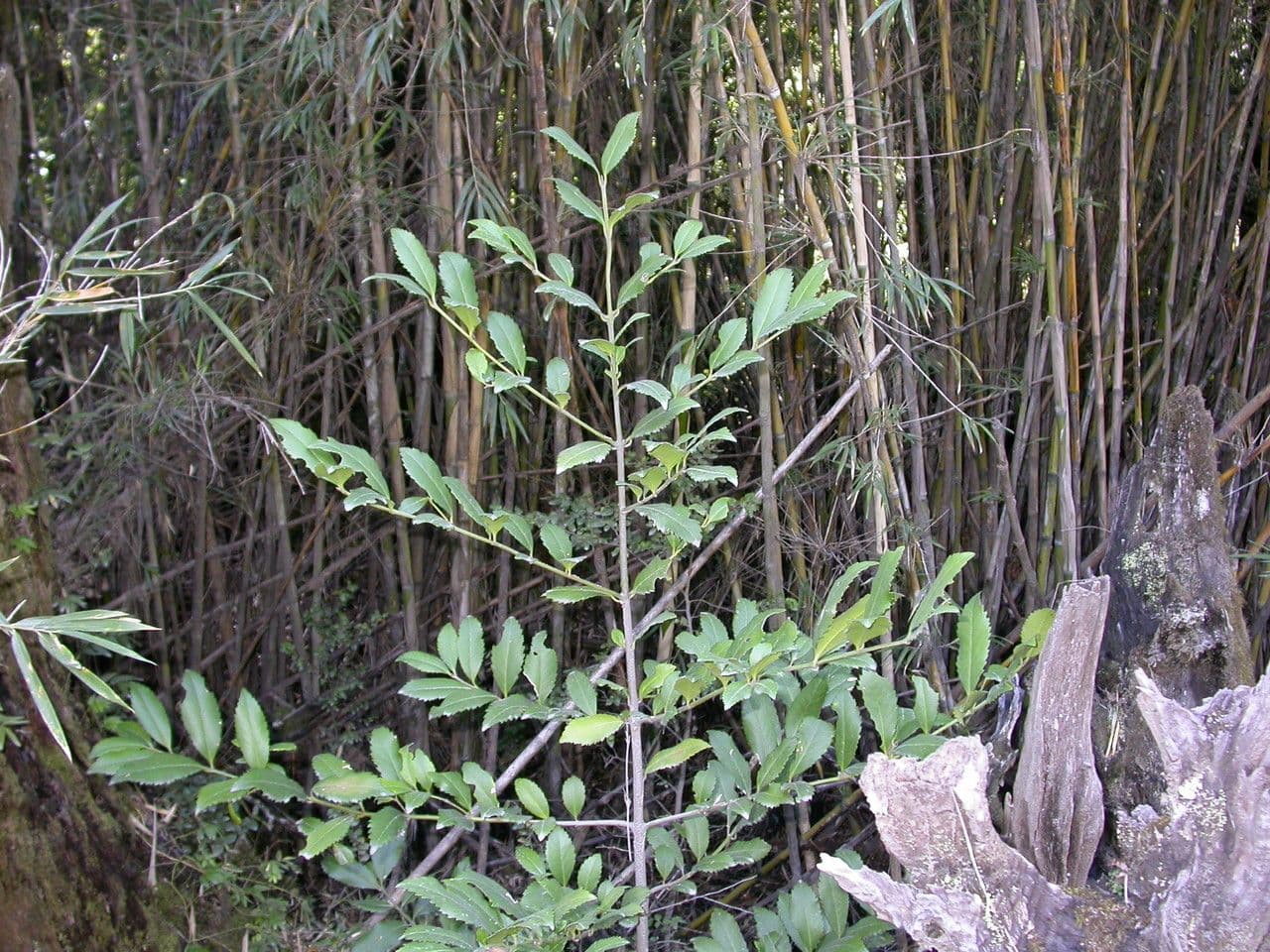Tepa 6