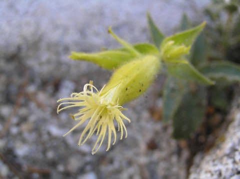 Silene di Parish