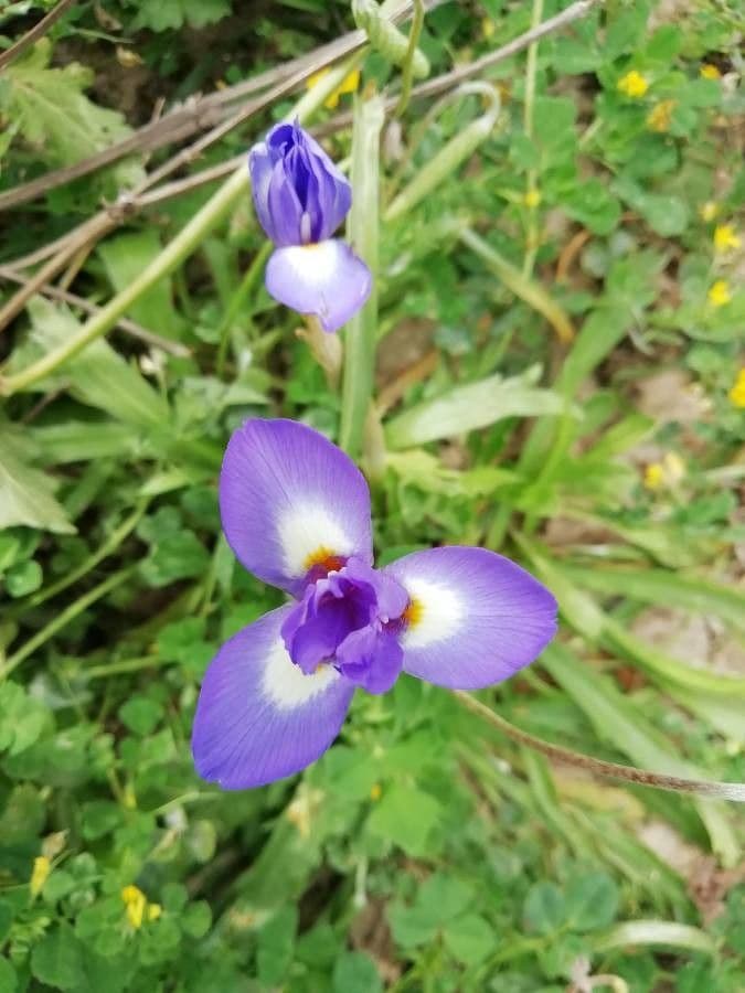 Moraea 3