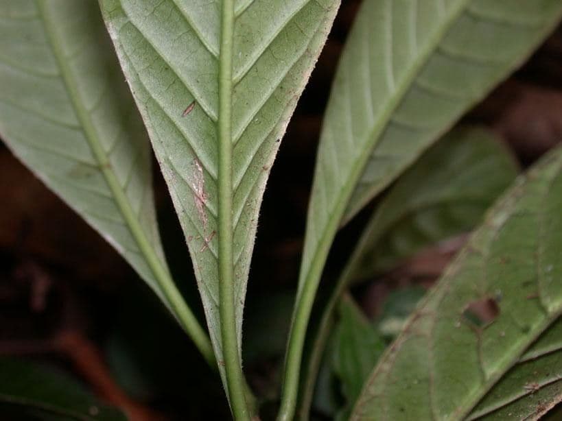 Psychotria 10
