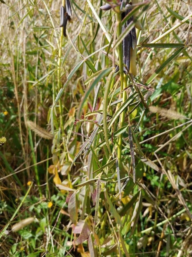 Crotalaria lanceolata 13