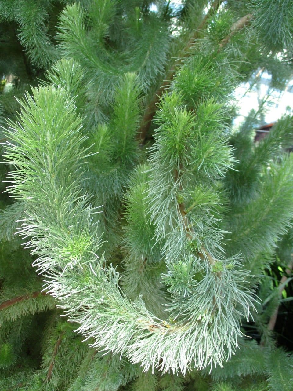 Adenanthos 13