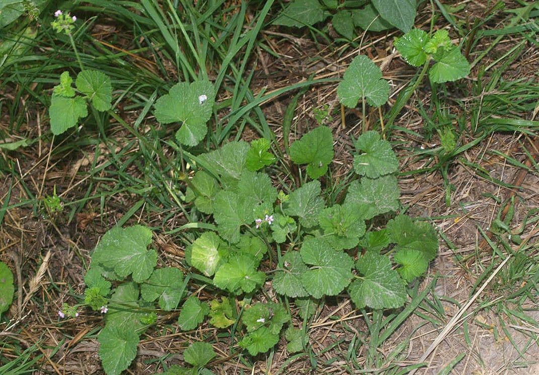 Pelargonium inodorum 8