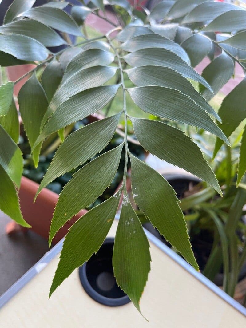 Bowenia