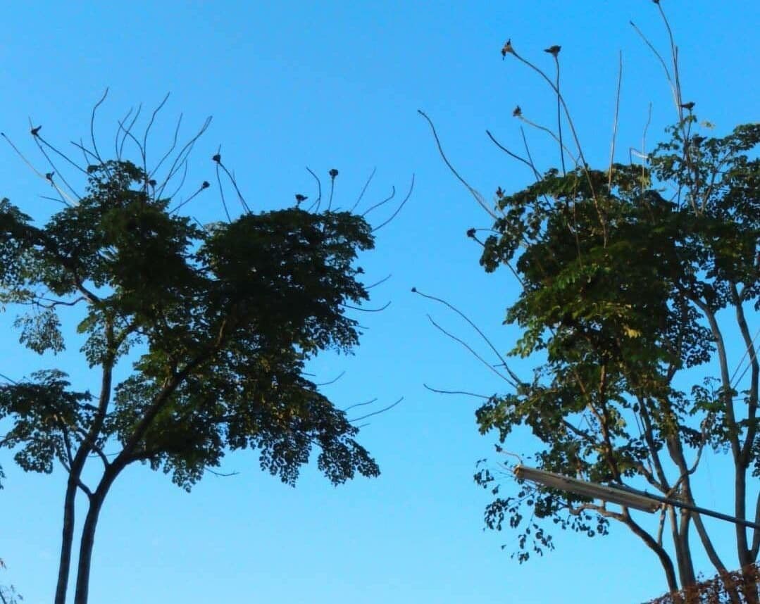 Oroxylum indiano 9