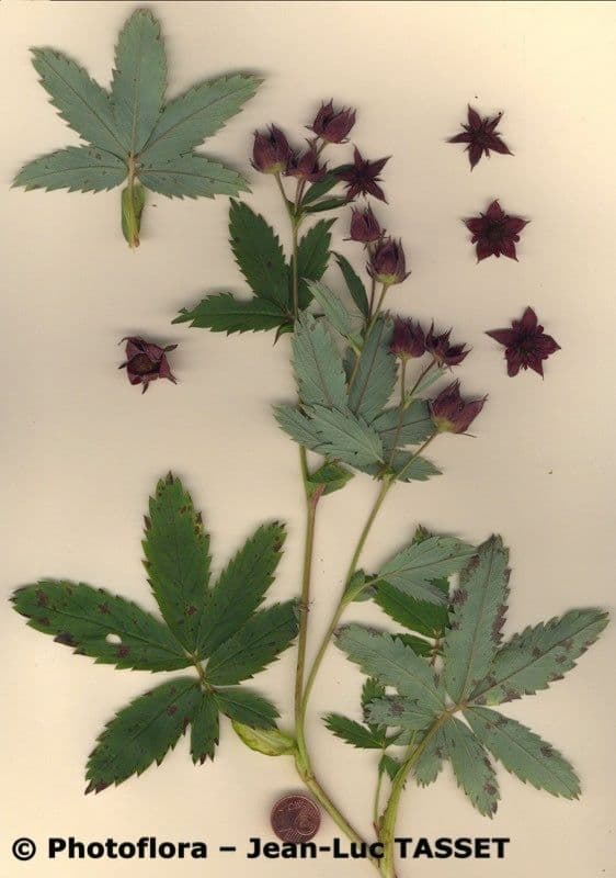 Cinquefoglie delle paludi 23