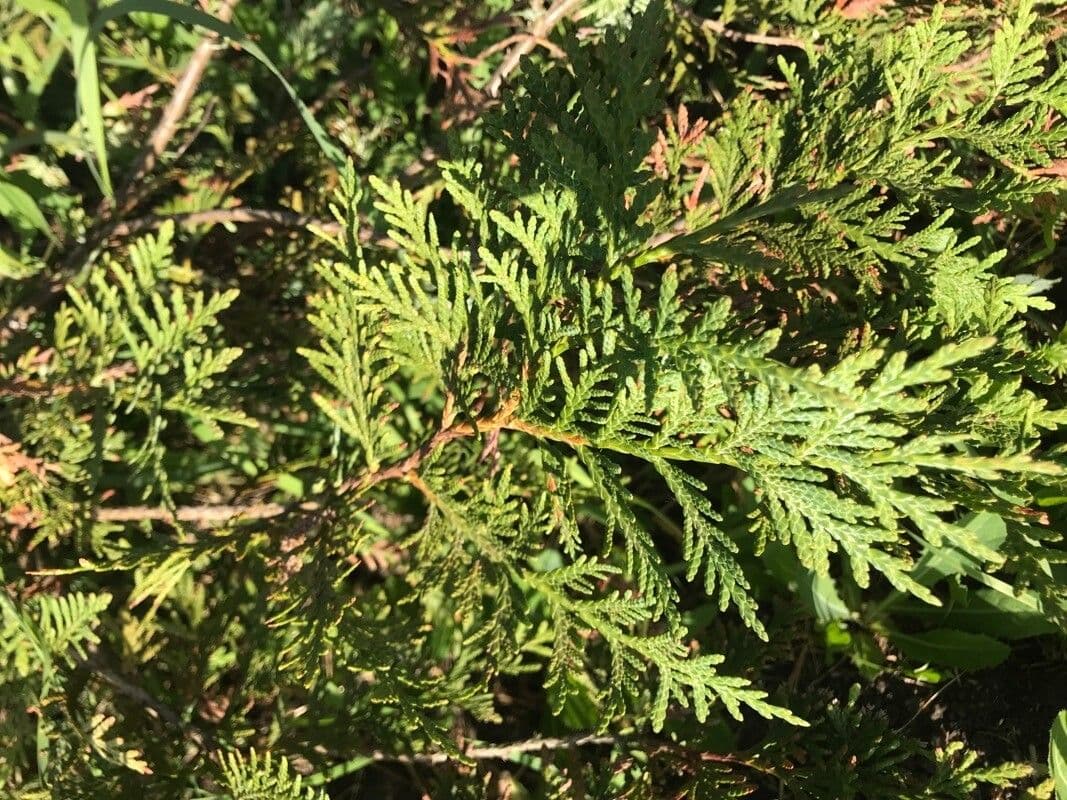 Thuja 9