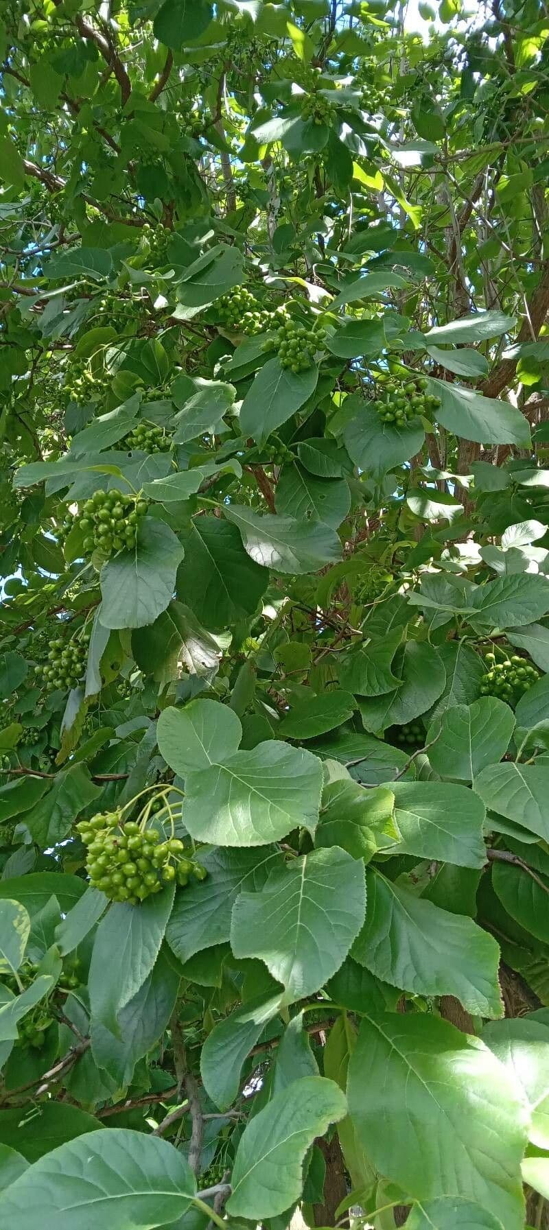 Ehretia 13