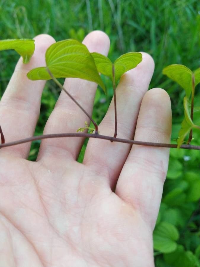 Dioscorea villosa 21