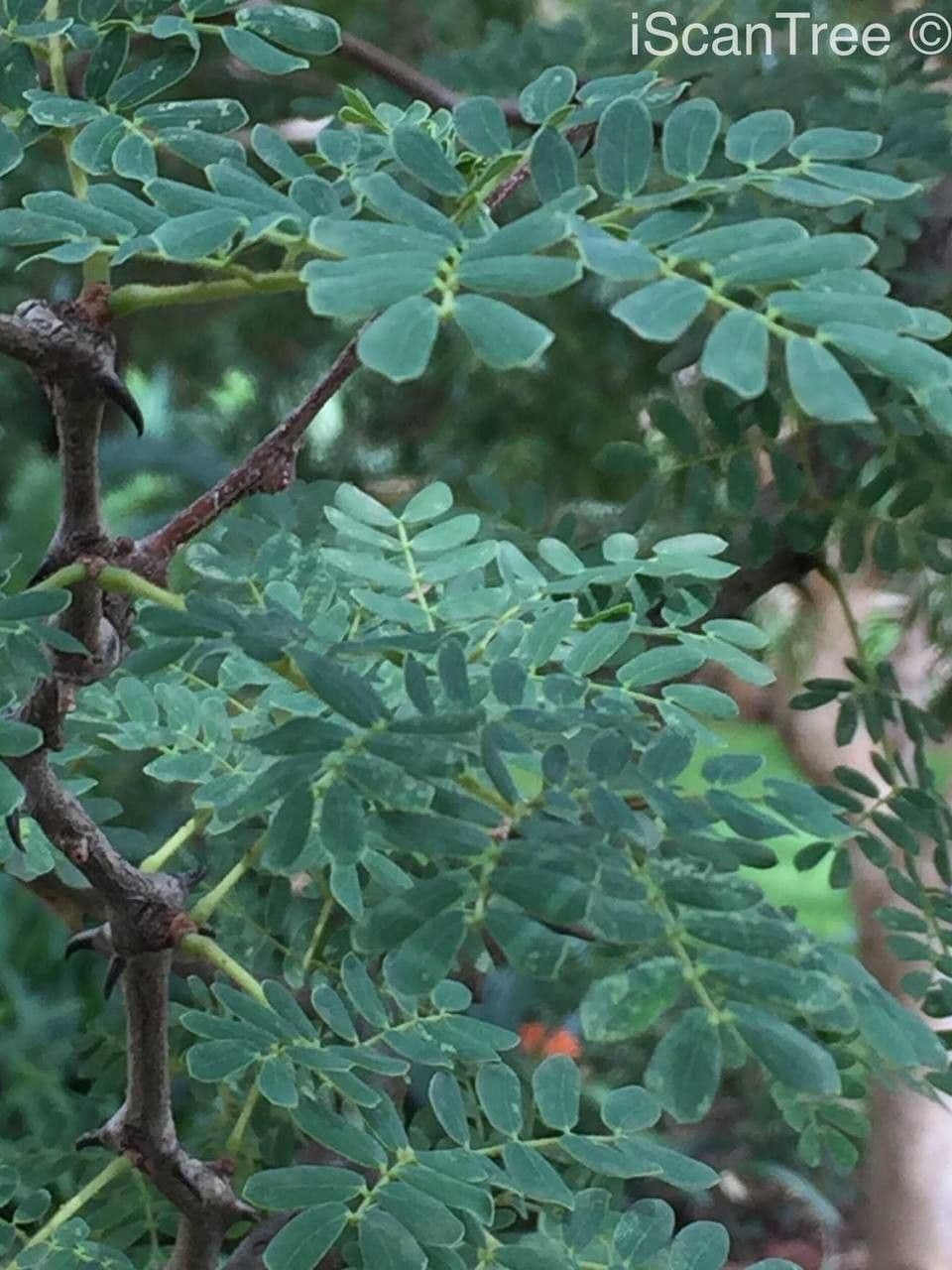 Knobthorn 13