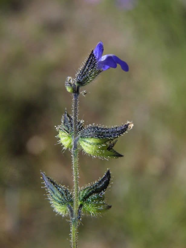 Salvia 4
