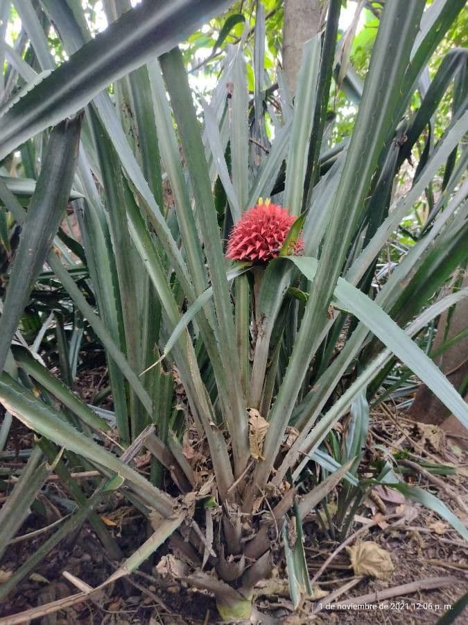 Aechmea 11