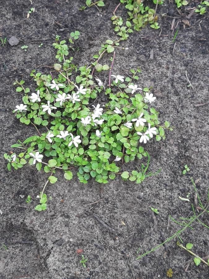 Lobelia angulata 5