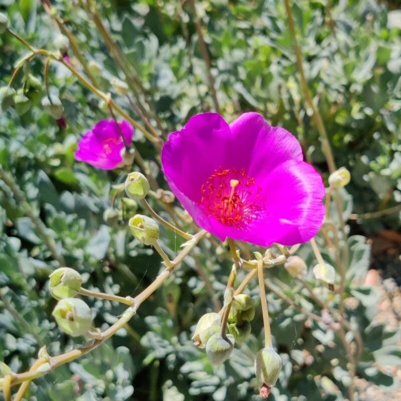 Cistanthe grandiflora 2