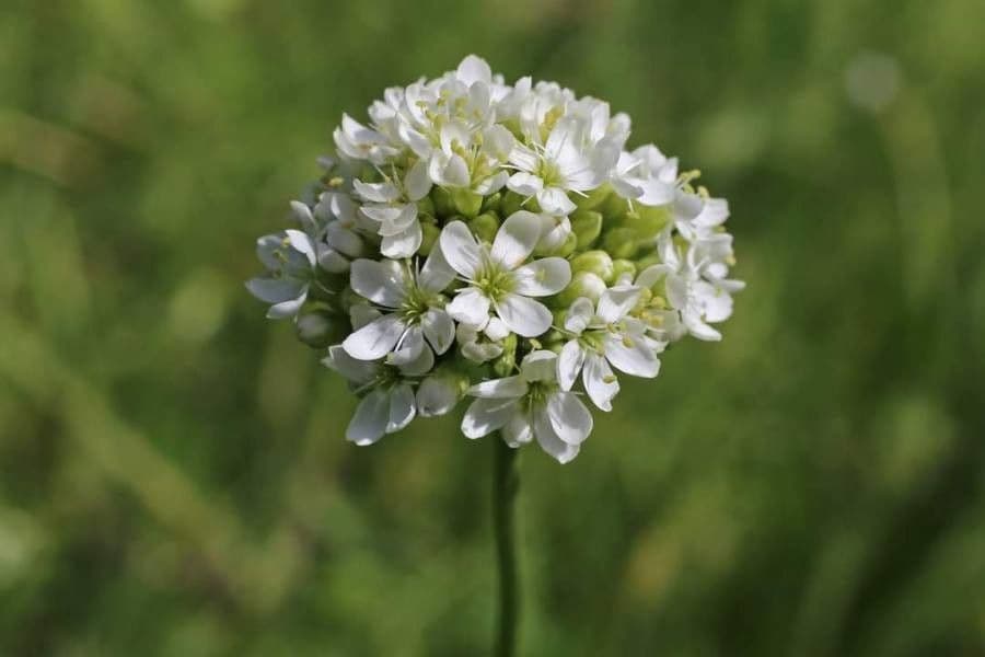 Silene 2